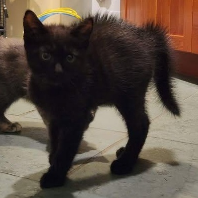 Enlarge FLY, a ADOPTABLE Domestic Short Hair in Campbell River, BC image 5/6
