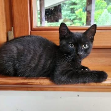 Enlarge FLY, a ADOPTABLE Domestic Short Hair in Campbell River, BC image 3/6