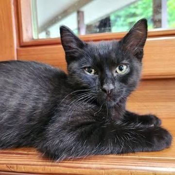 FLY, ADOPTABLE, Kitten Male Domestic Short Hair.