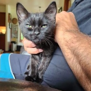 Enlarge FLY, a ADOPTABLE Domestic Short Hair in Campbell River, BC image 4/6