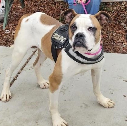 Enlarge Vega, a Adoptable mixed breed in Warren, OH image 2/2