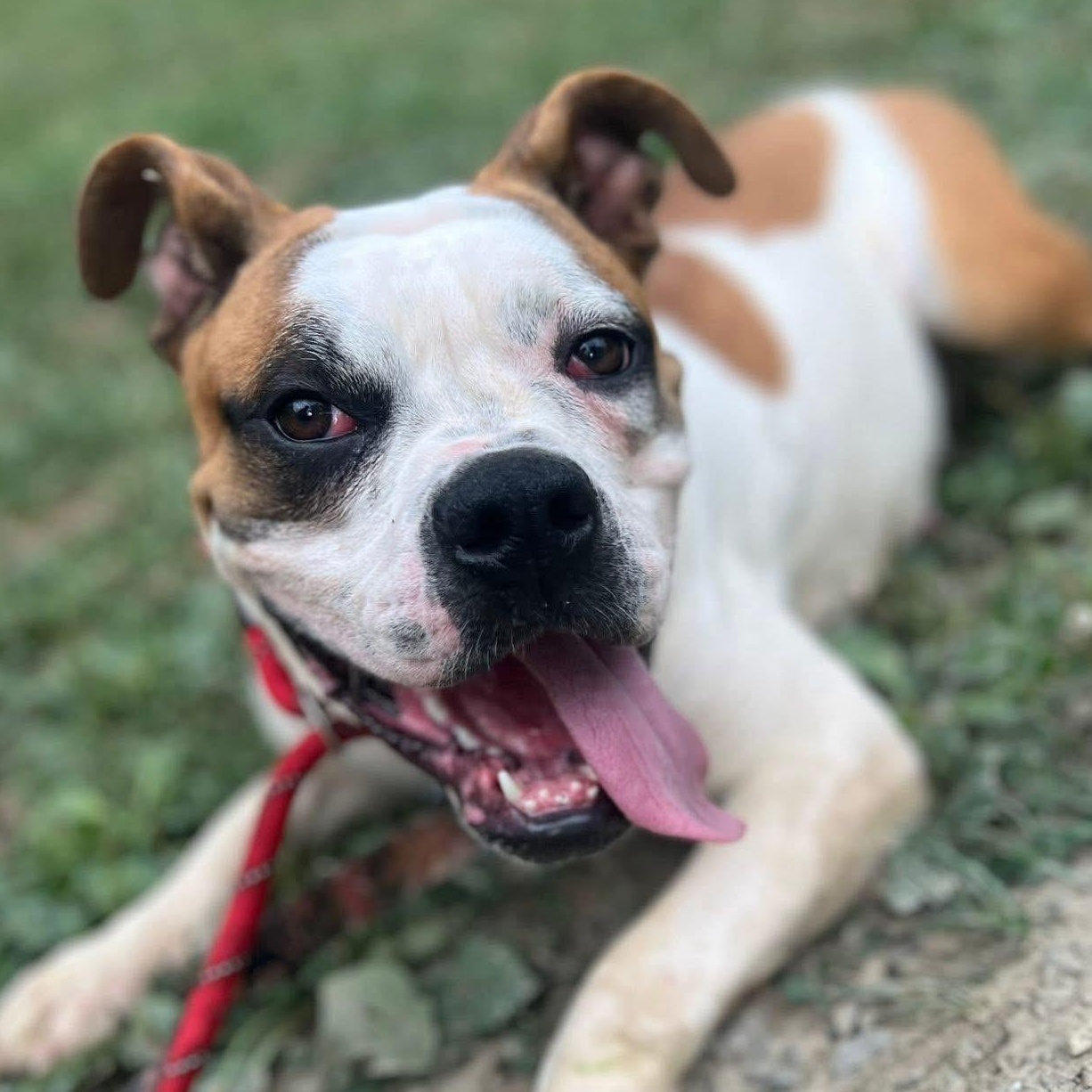 Vega, Adoptable, Adult Female Bulldog.