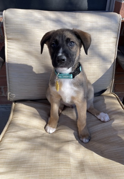 Atticus