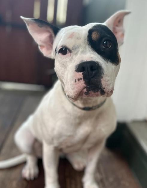 Enlarge Lucy, an adopted mixed breed in TEMECULA, CA image 1/5