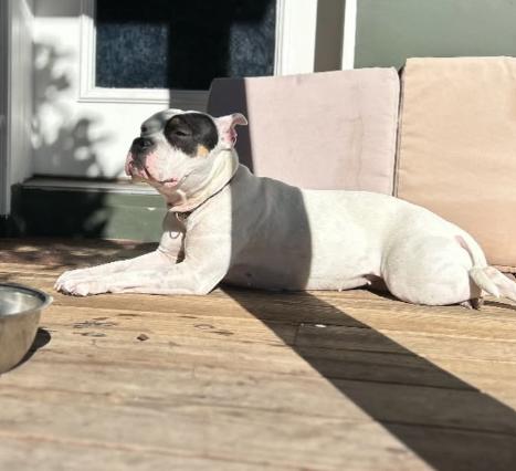 Enlarge Lucy, an adopted mixed breed in TEMECULA, CA image 4/5