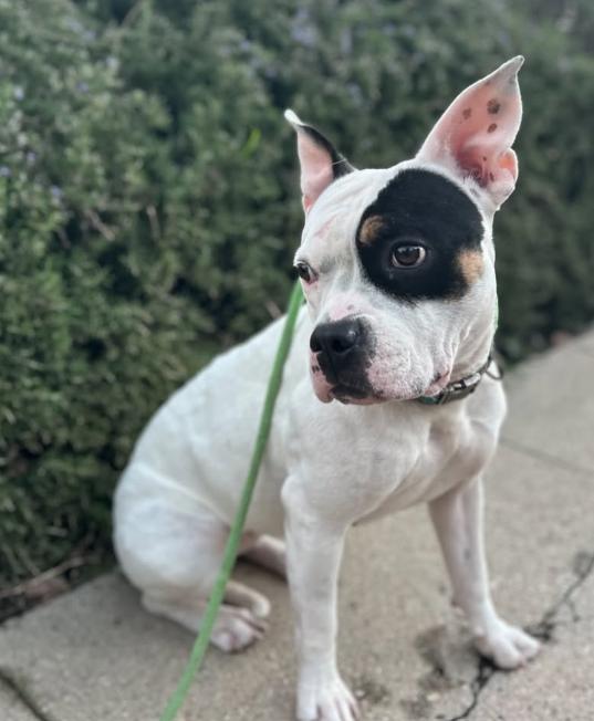 Enlarge Lucy, an adopted mixed breed in TEMECULA, CA image 3/5