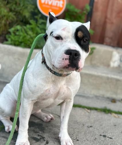 Enlarge Lucy, an adopted mixed breed in TEMECULA, CA image 5/5