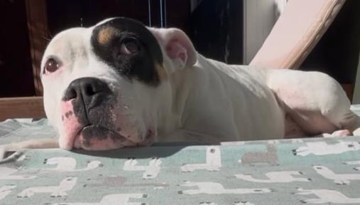 Enlarge Lucy, an adopted mixed breed in TEMECULA, CA image 2/5