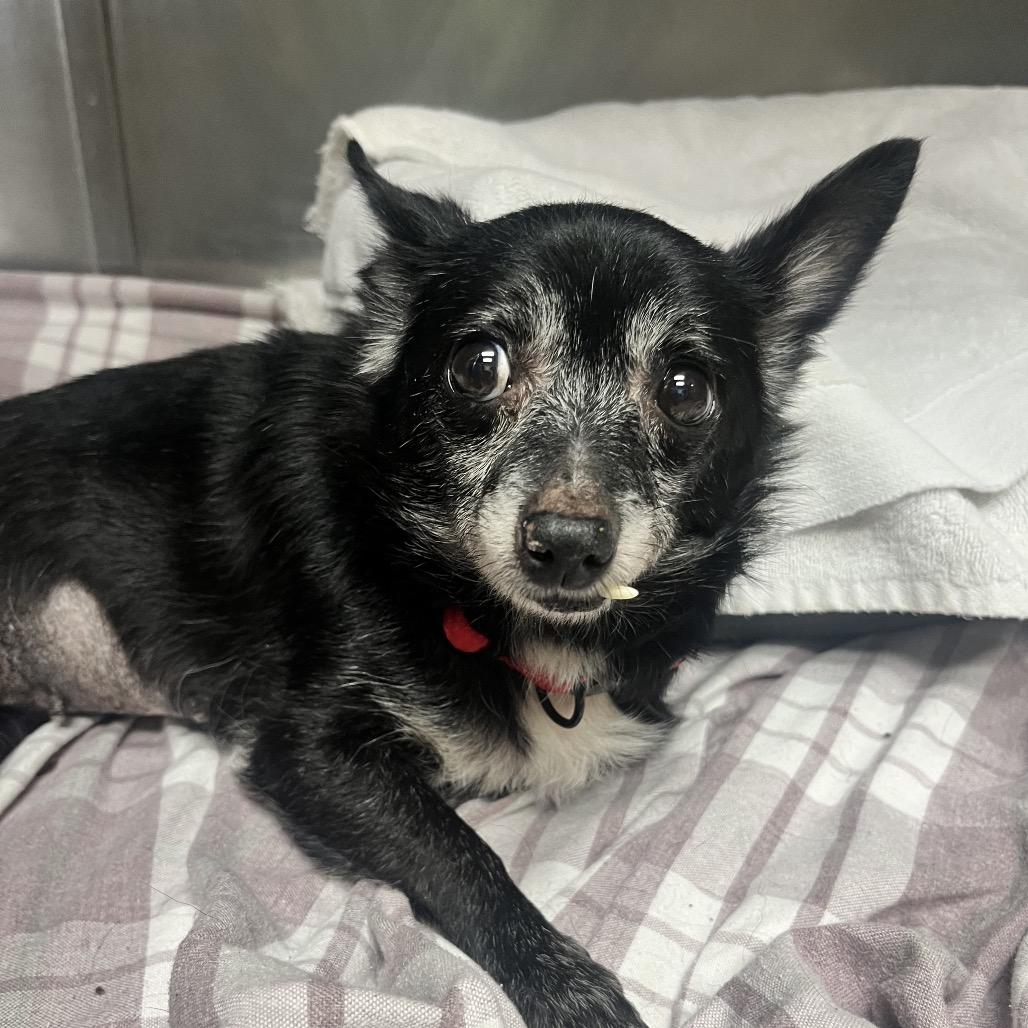 Beautiful, Adoptable, Senior Female Chihuahua.