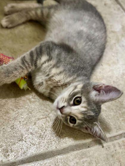 Fawn, Adoptable, Kitten Female Domestic Short Hair.