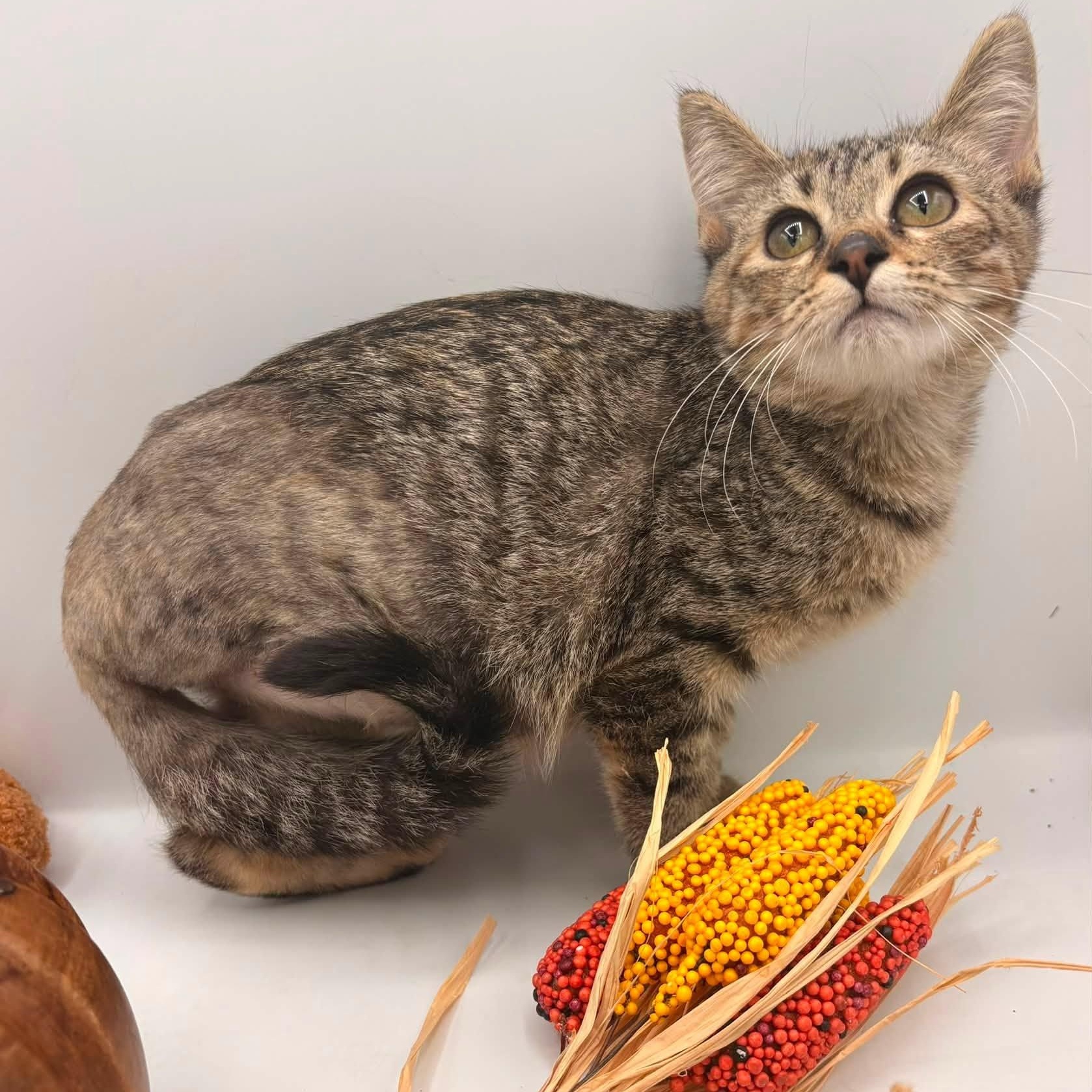 Enlarge Snugs, a Adopted mixed breed in Springfield, MO image 3/3