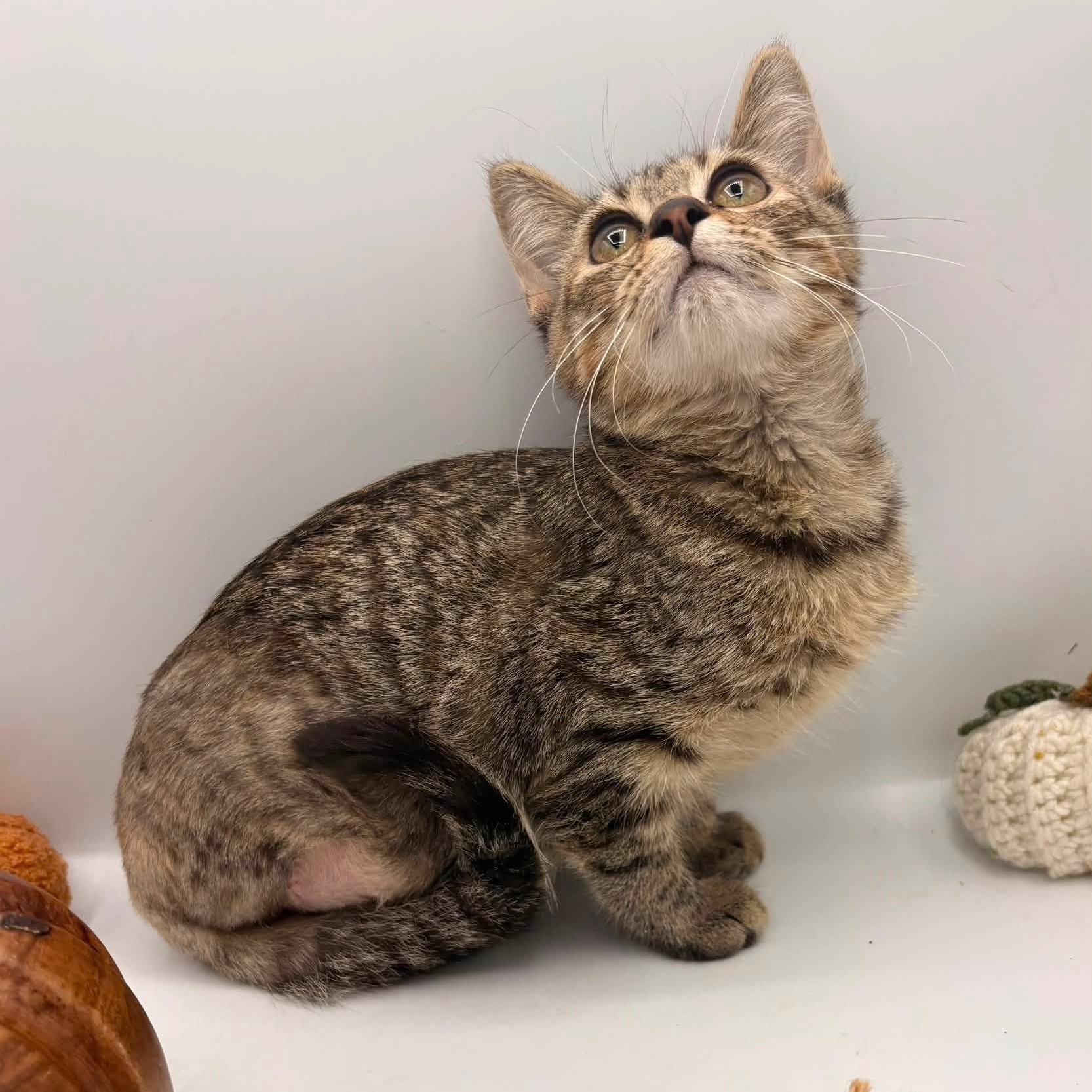 Enlarge Snugs, a Adopted mixed breed in Springfield, MO image 2/3