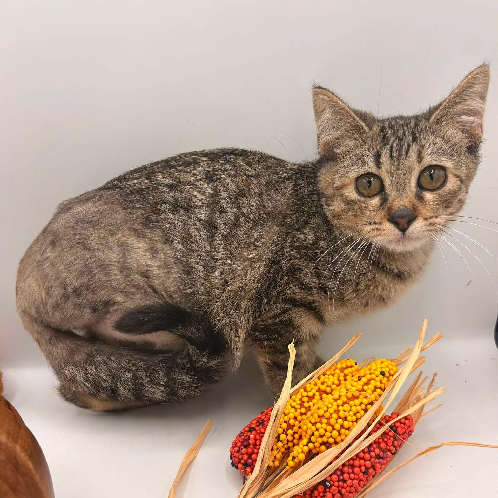 Enlarge Snugs, a Adopted mixed breed in Springfield, MO image 1/3