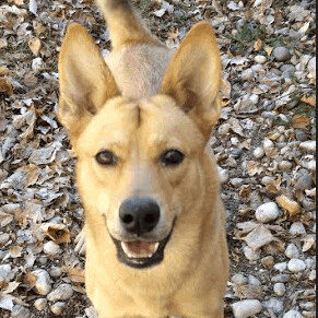 Enlarge Terra, a Adoptable mixed breed in Barrington Hills, IL image 1/5