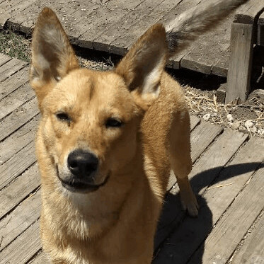 Enlarge Terra, a Adoptable mixed breed in Barrington Hills, IL image 2/5