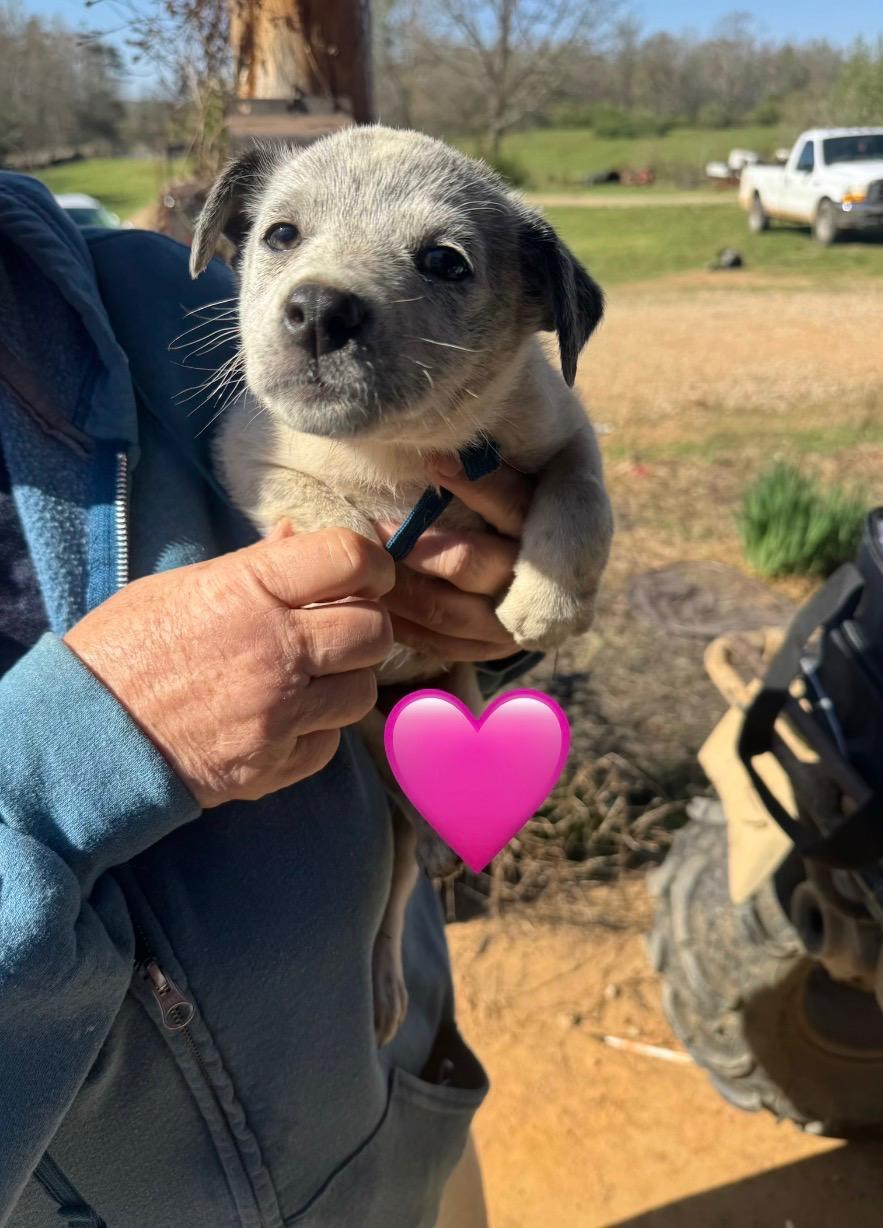Enlarge Marshmallow , a ADOPTABLE mixed breed in Evergreen, CO image 4/5