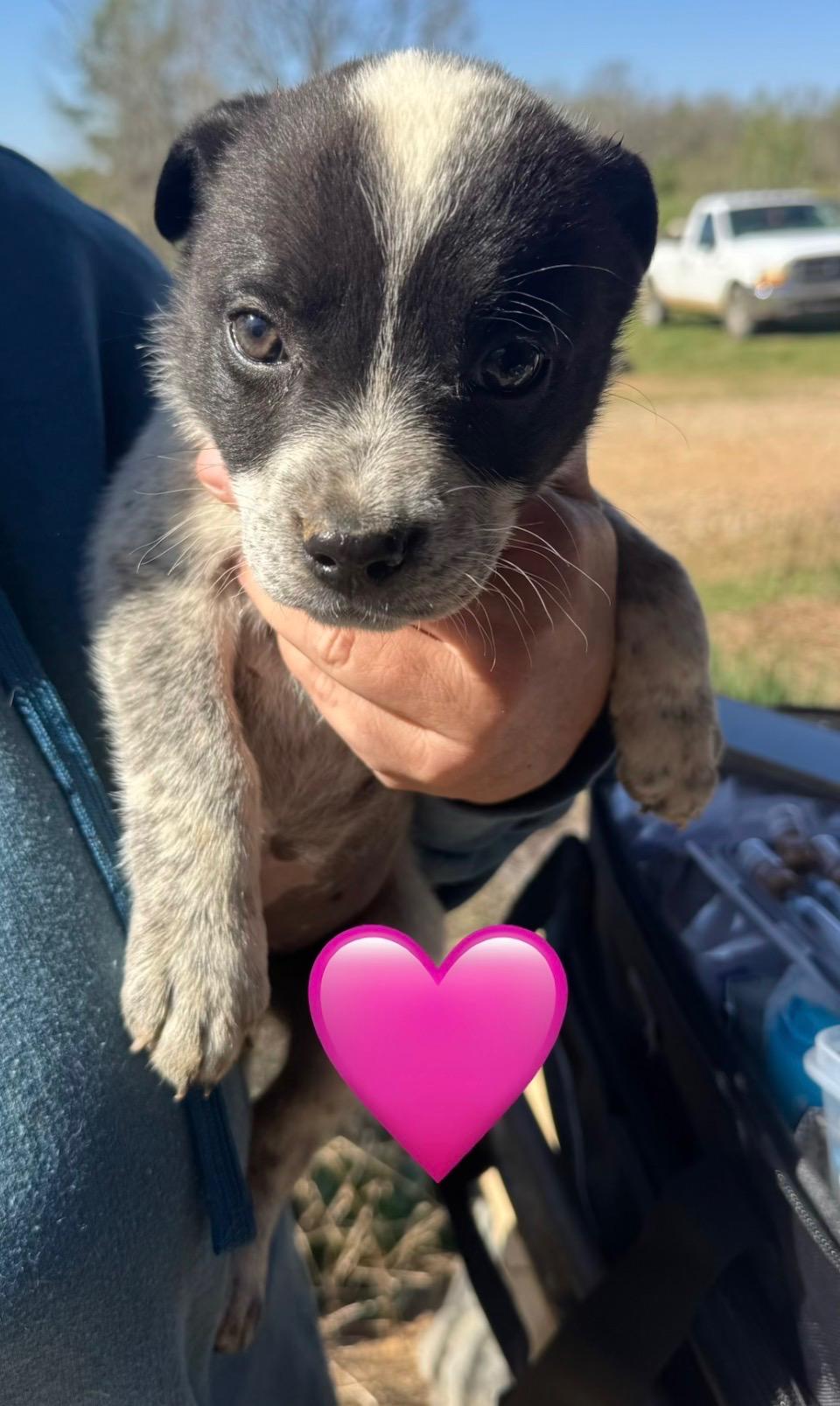 Enlarge Marshmallow , a ADOPTABLE mixed breed in Evergreen, CO image 5/5