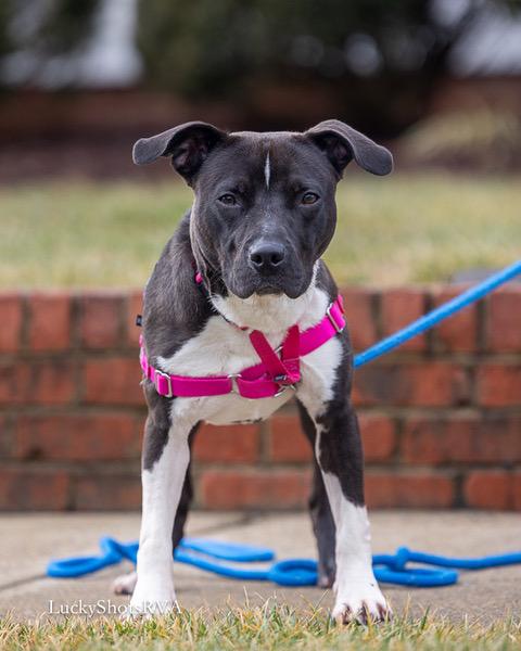Diesel , a ADOPTABLE American Staffordshire Terrier in Powhatan, VA image 1/3