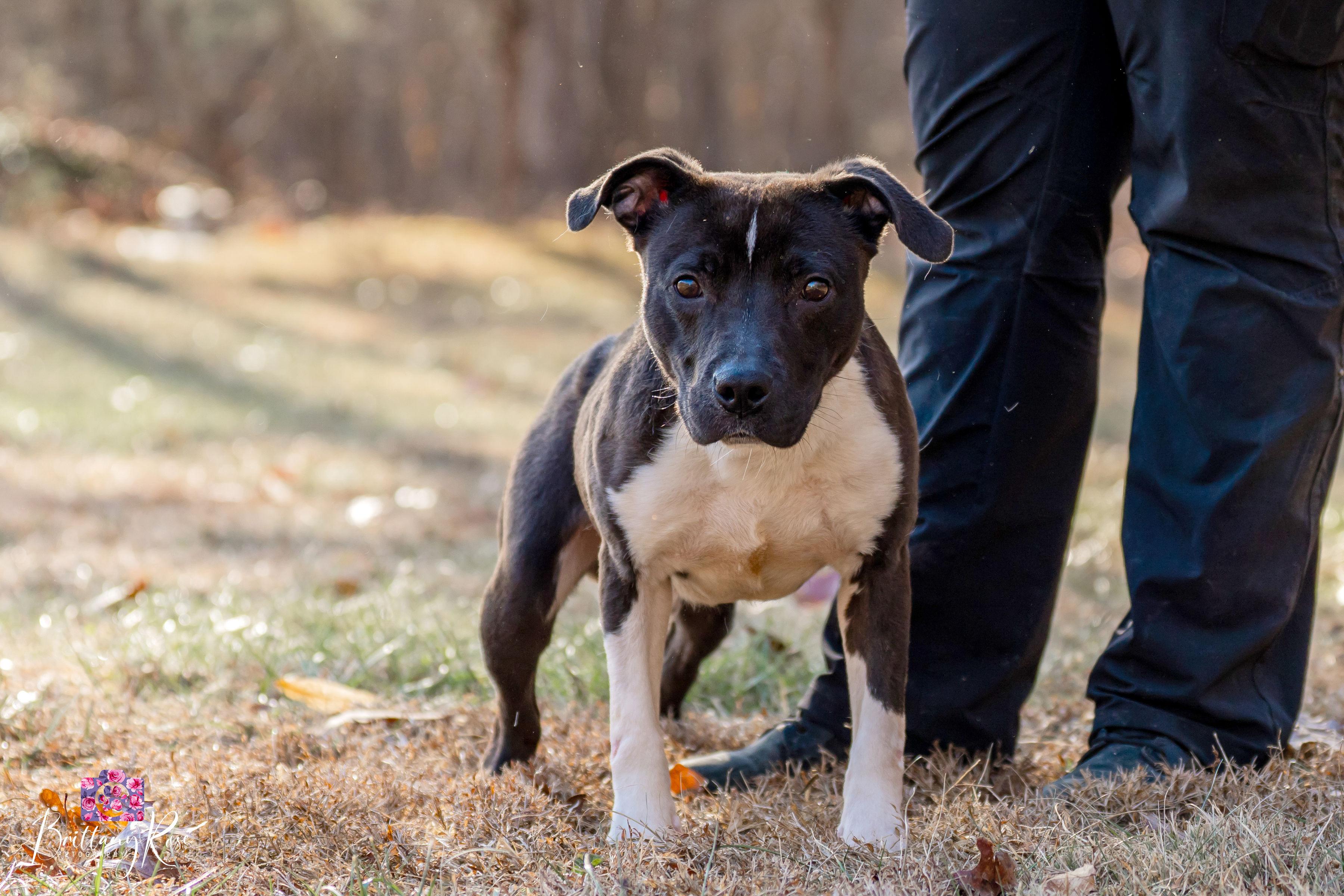 Diesel , ADOPTABLE, Adult Male American Staffordshire Terrier.