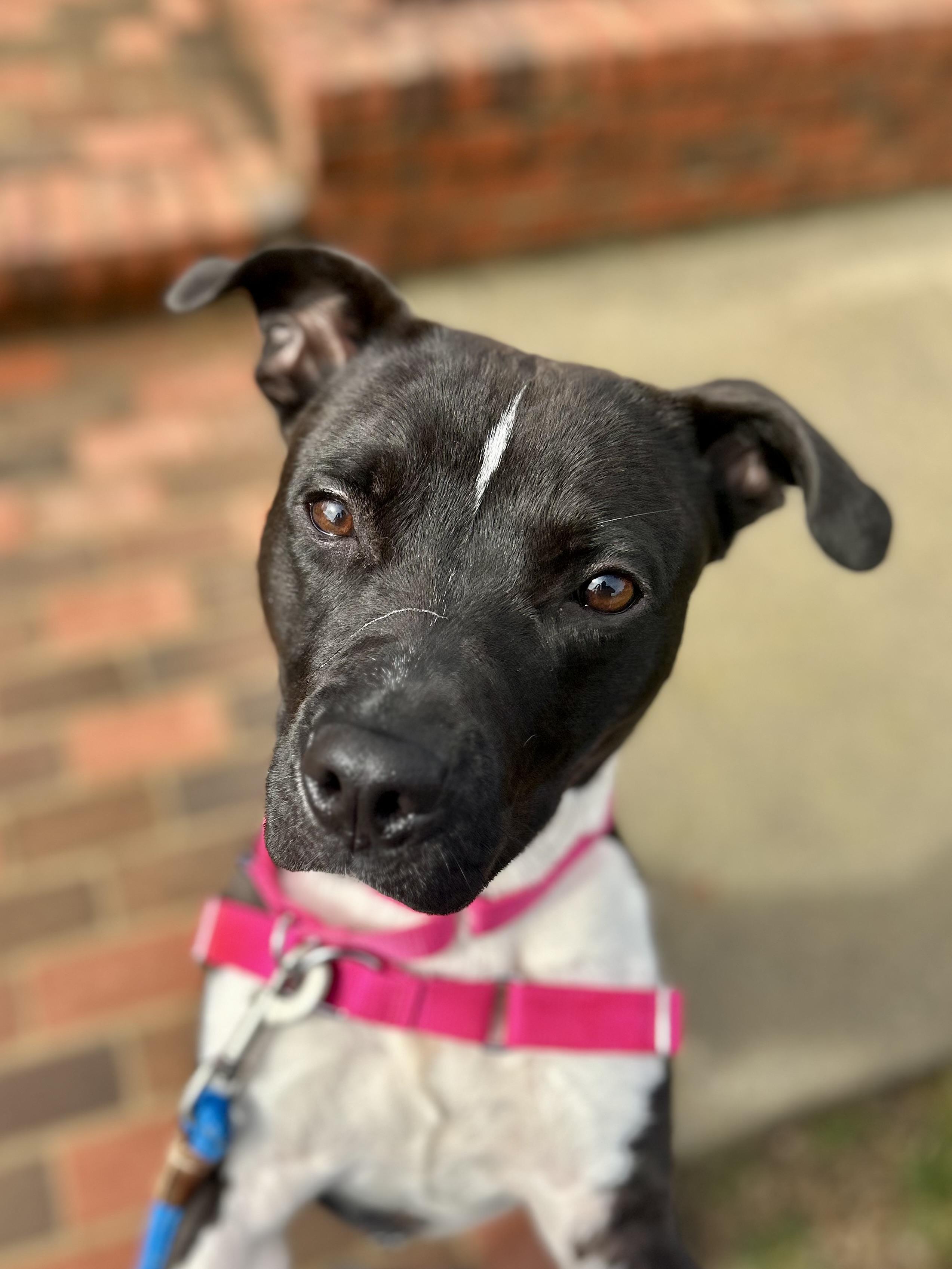 Diesel , a ADOPTABLE American Staffordshire Terrier in Powhatan, VA image 3/3