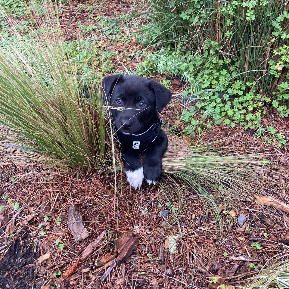 Enlarge Coco Puffs, a Adoptable Mixed Breed in Fort Bragg, CA image 1/2
