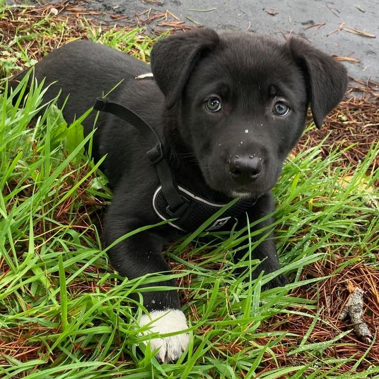 Enlarge Coco Puffs, a Adoptable Mixed Breed in Fort Bragg, CA image 2/2