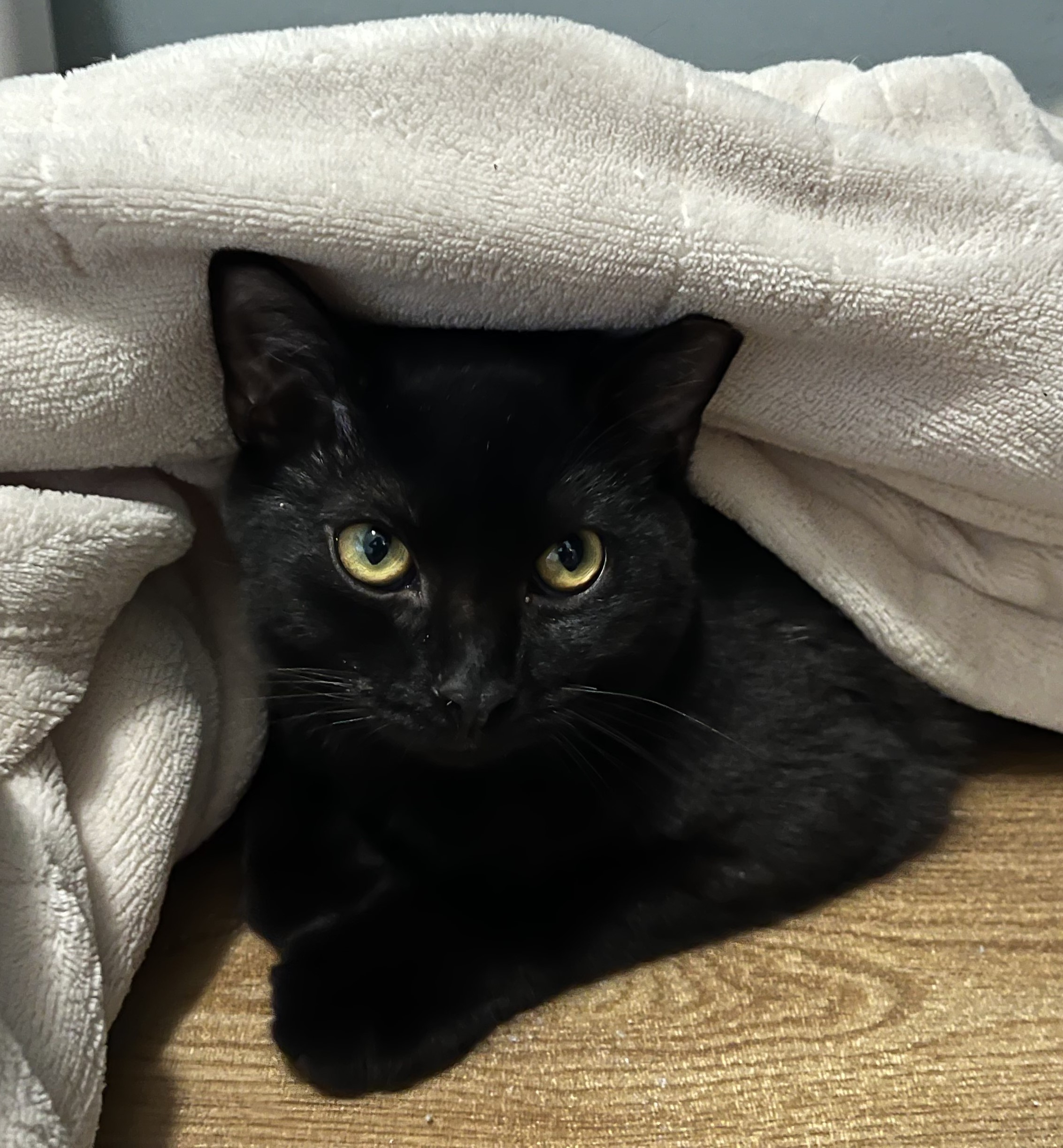 Jamal, a Adoptable Domestic Short Hair in Columbus, OH image 2/6