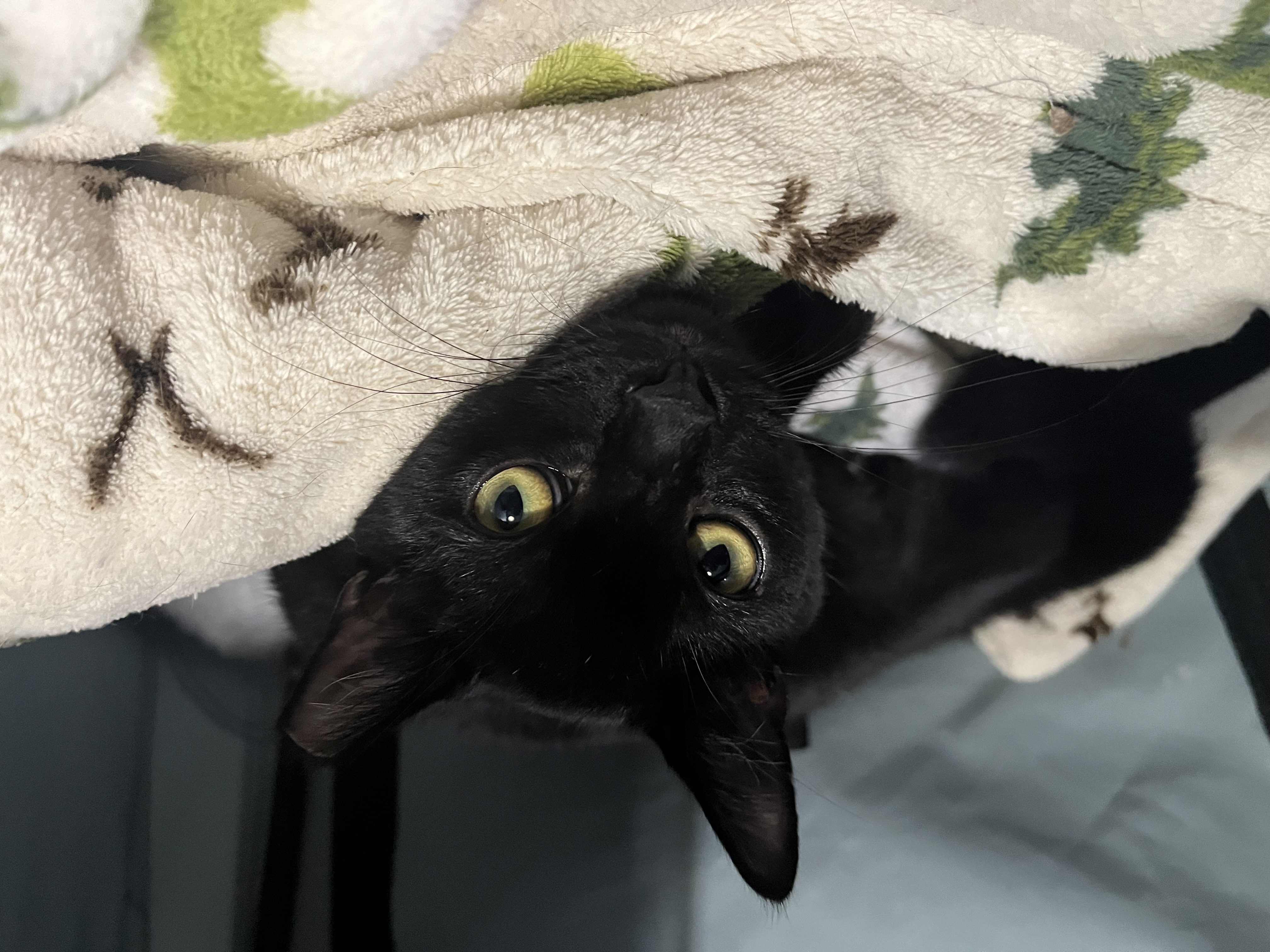 Jamal, a Adoptable Domestic Short Hair in Columbus, OH image 3/6