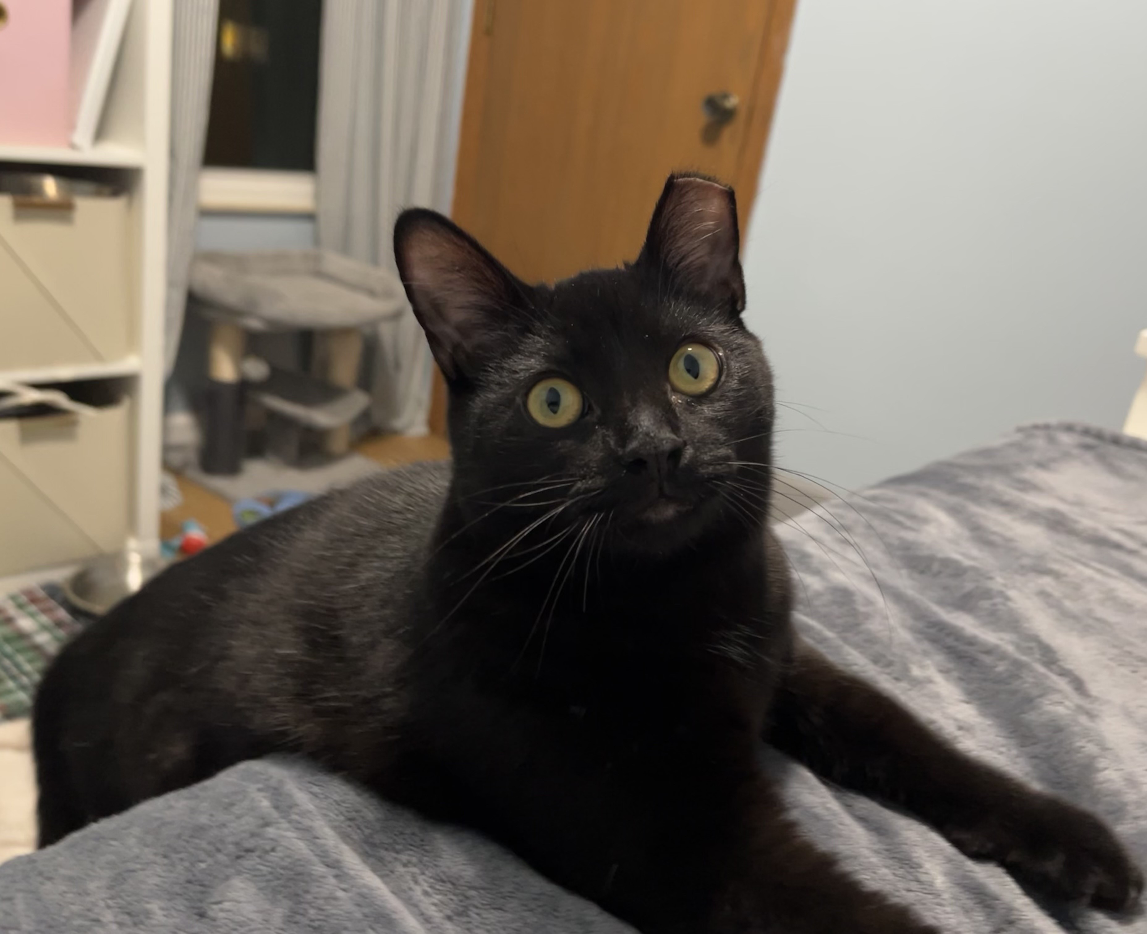 Jamal, a Adoptable Domestic Short Hair in Columbus, OH image 4/6