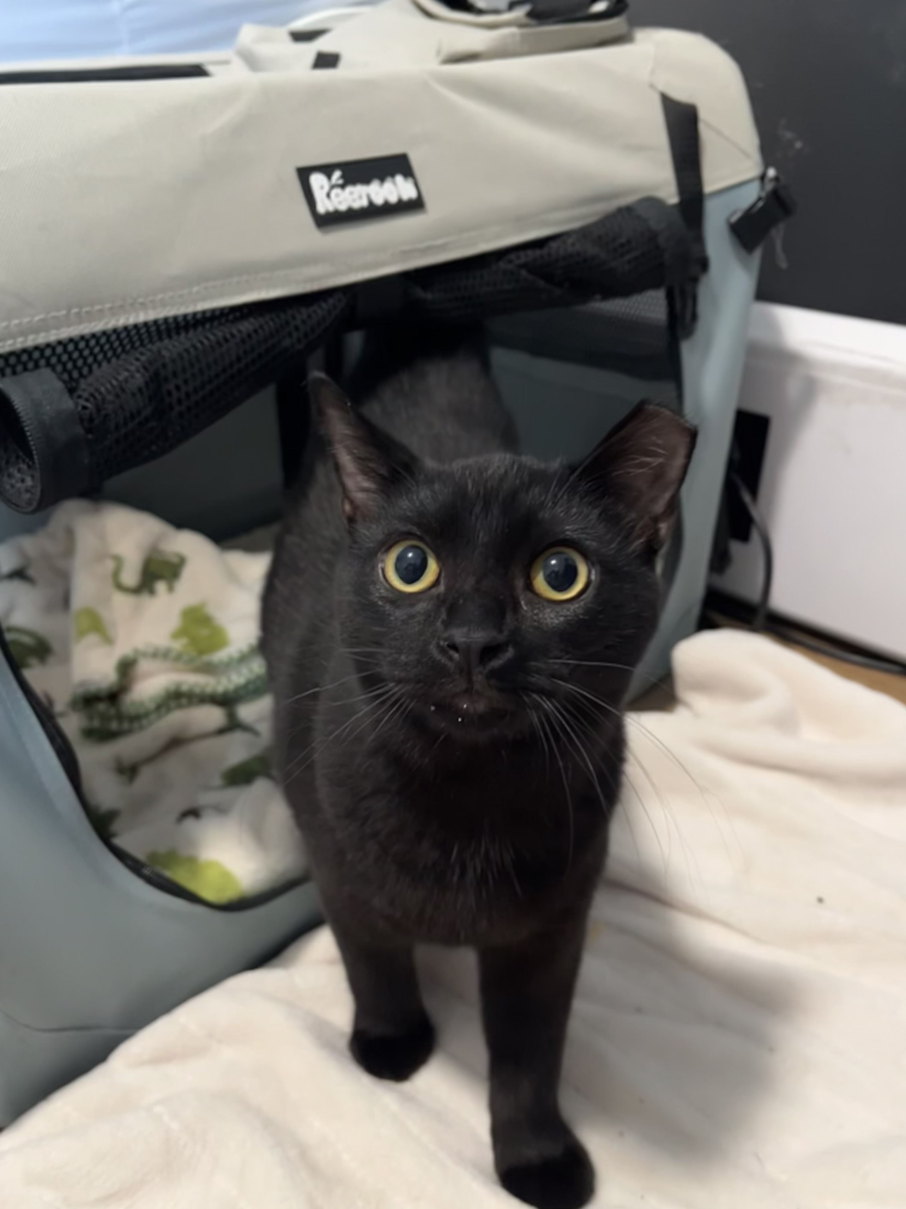 Jamal, a Adoptable Domestic Short Hair in Columbus, OH image 5/6