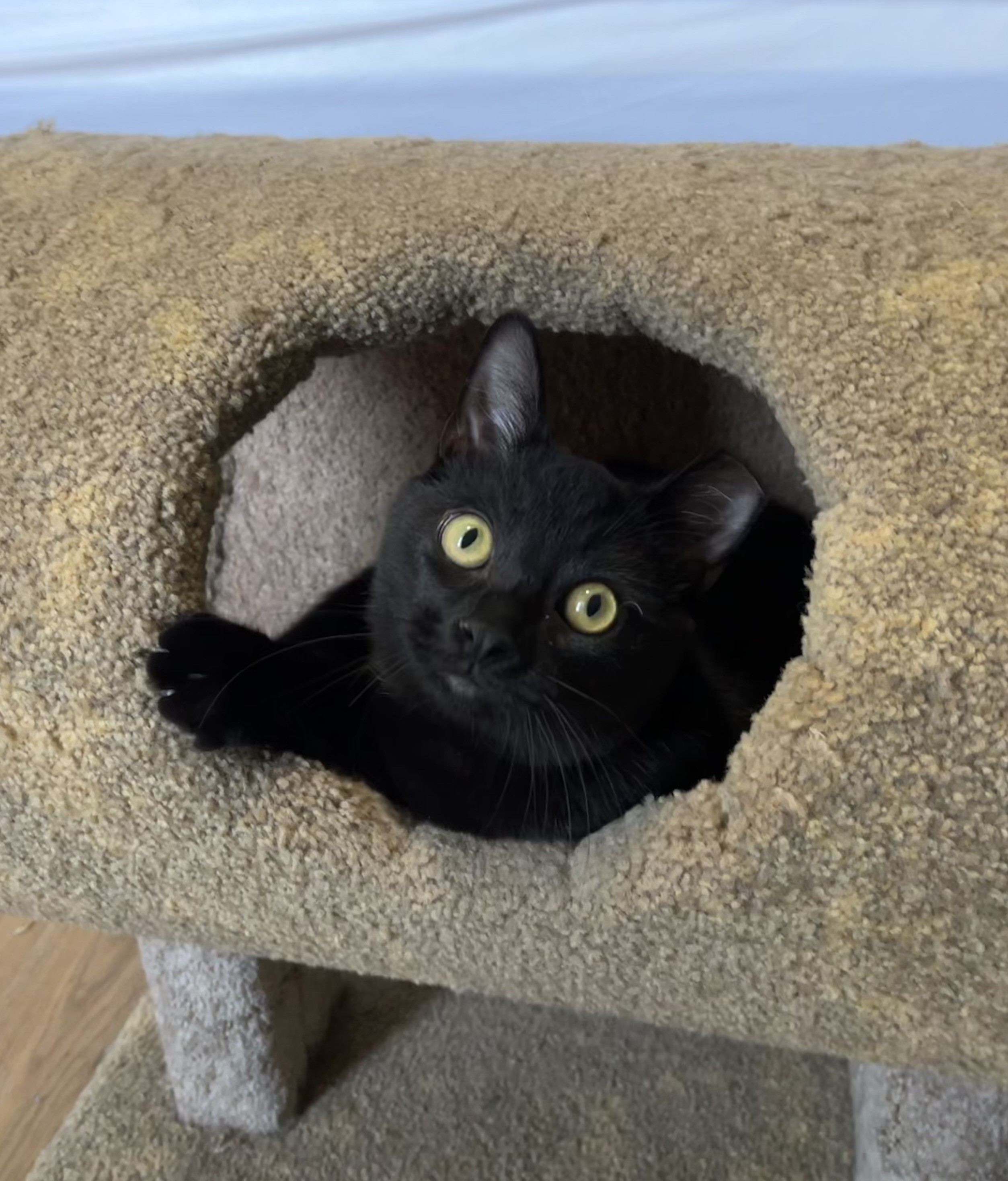 Jamal, a Adoptable Domestic Short Hair in Columbus, OH image 1/6