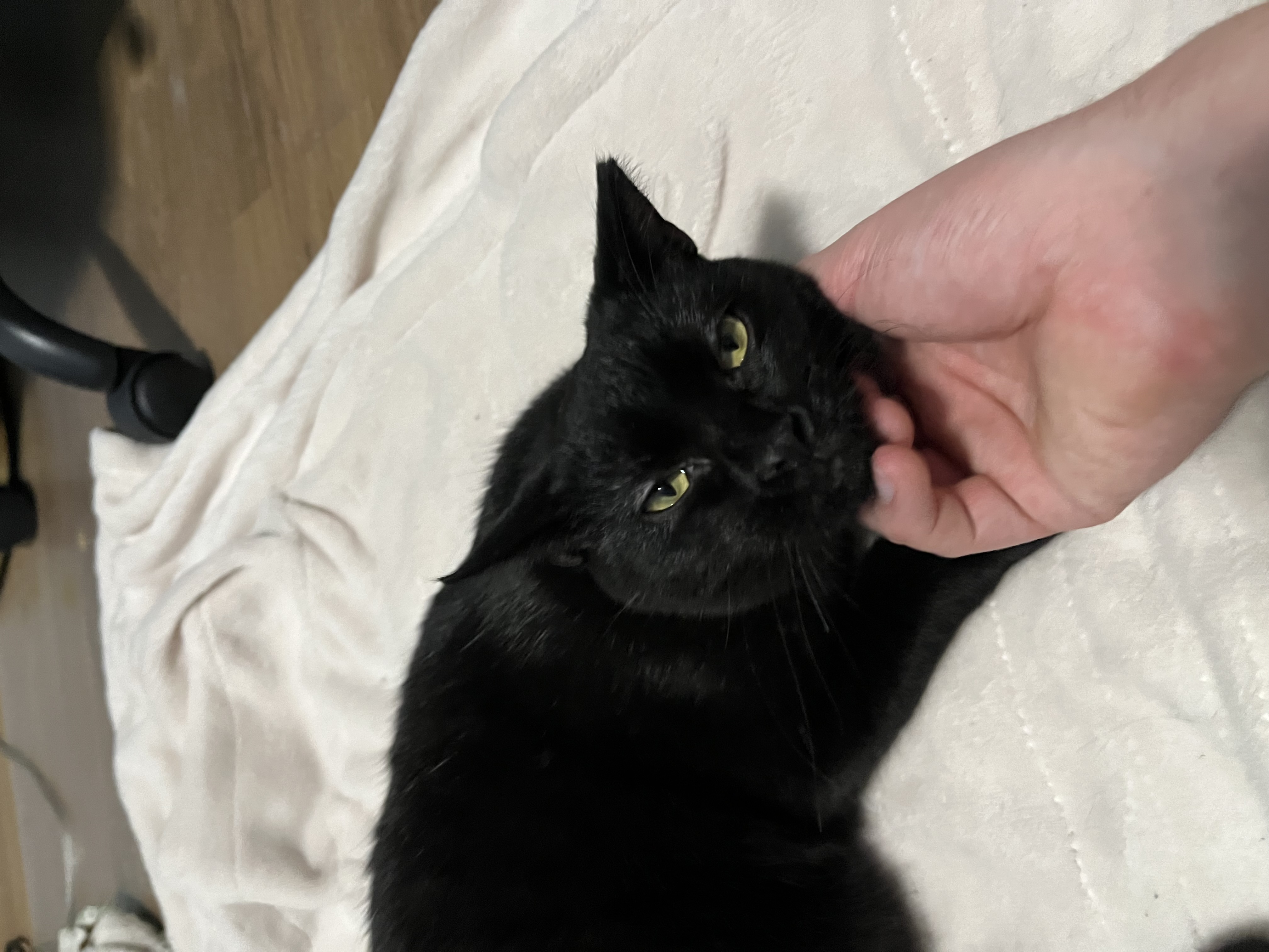 Jamal, a Adoptable Domestic Short Hair in Columbus, OH image 6/6