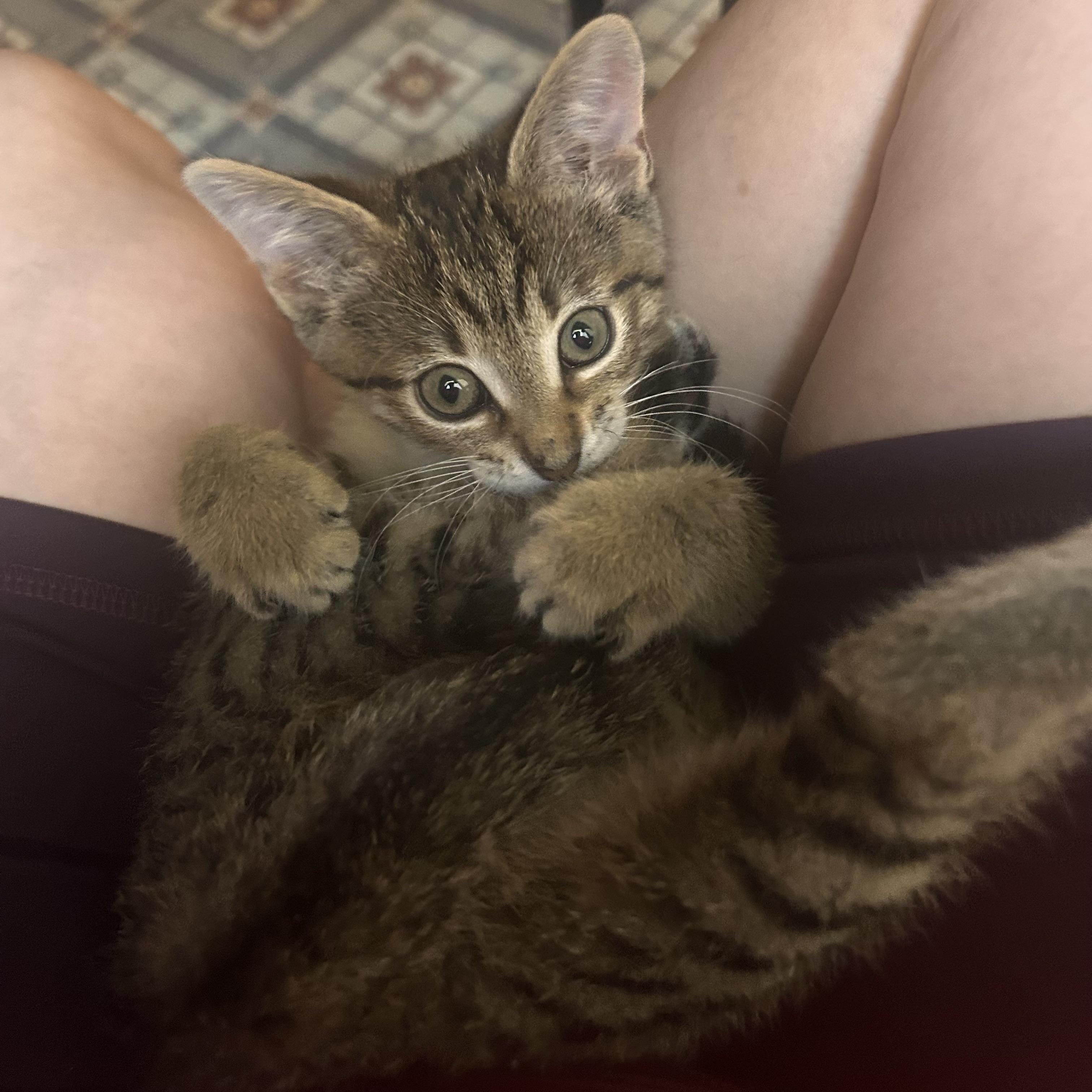 Enlarge Alberto, an adopted Domestic Short Hair in Fort Worth, TX image 2/4