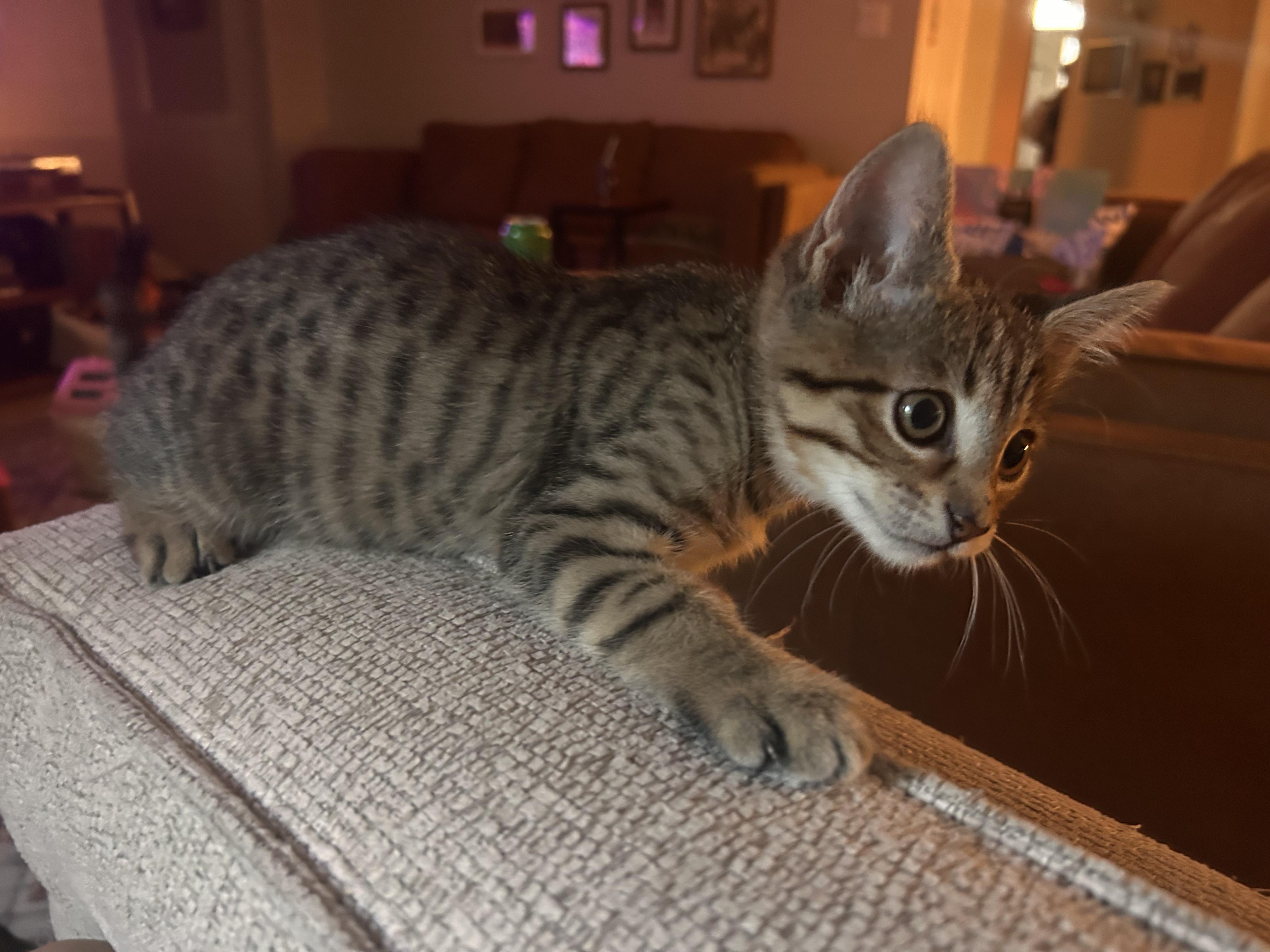 Enlarge Alberto, an adopted Domestic Short Hair in Fort Worth, TX image 3/4