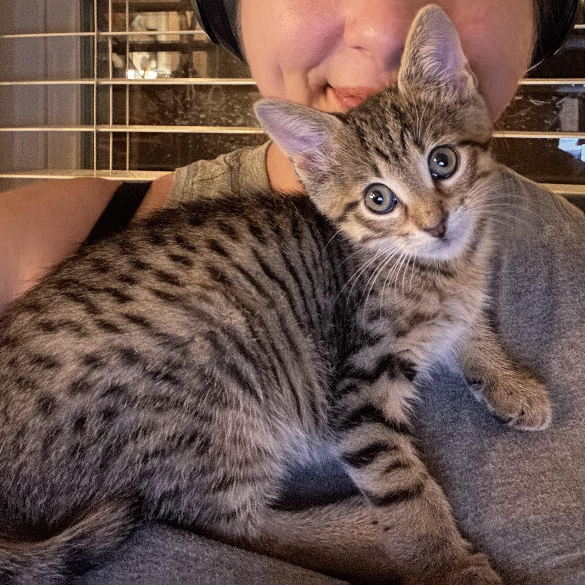 Enlarge Alberto, an adopted Domestic Short Hair in Fort Worth, TX image 1/4