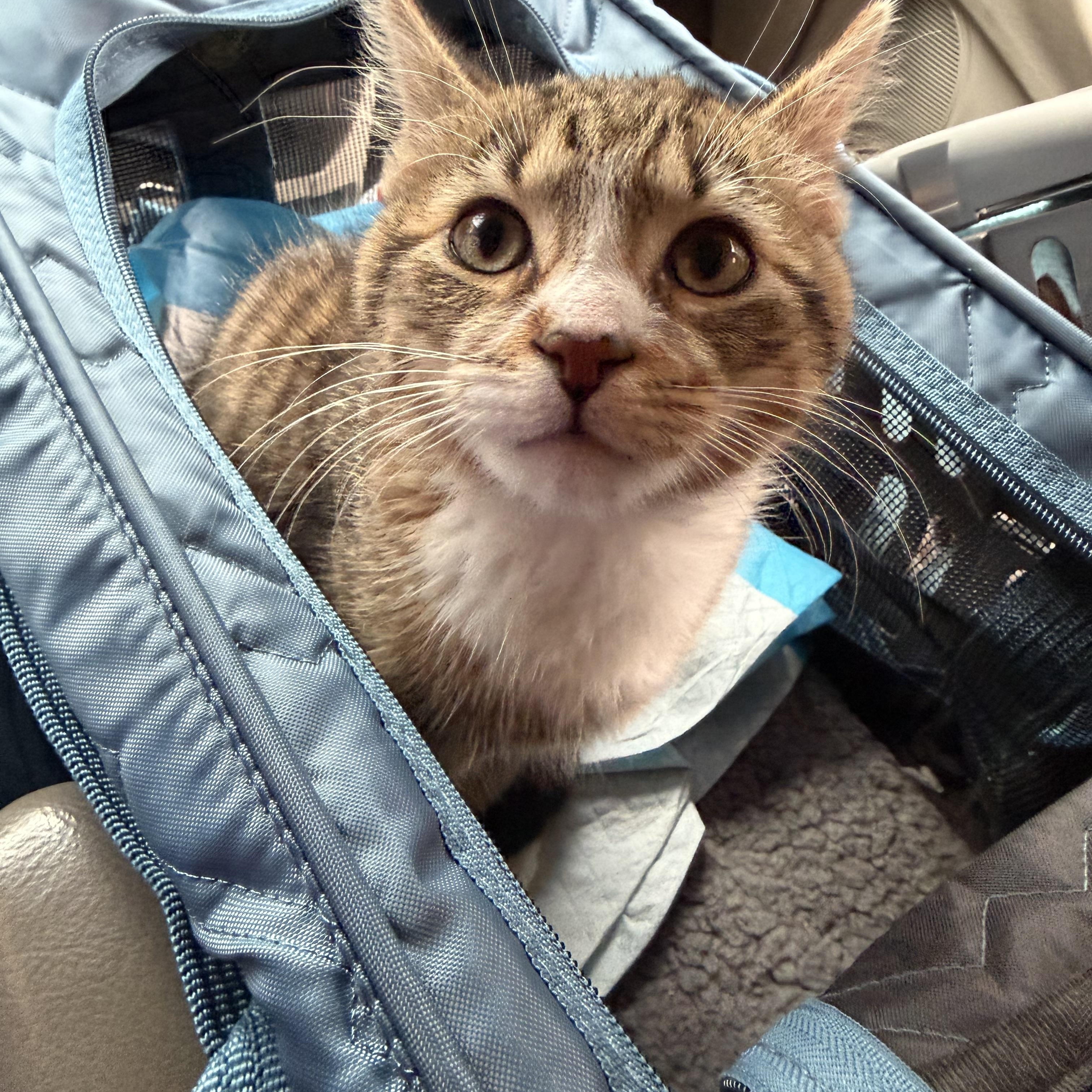 Enlarge Geoff, a ADOPTABLE Domestic Short Hair in Brooklyn, NY image 2/5