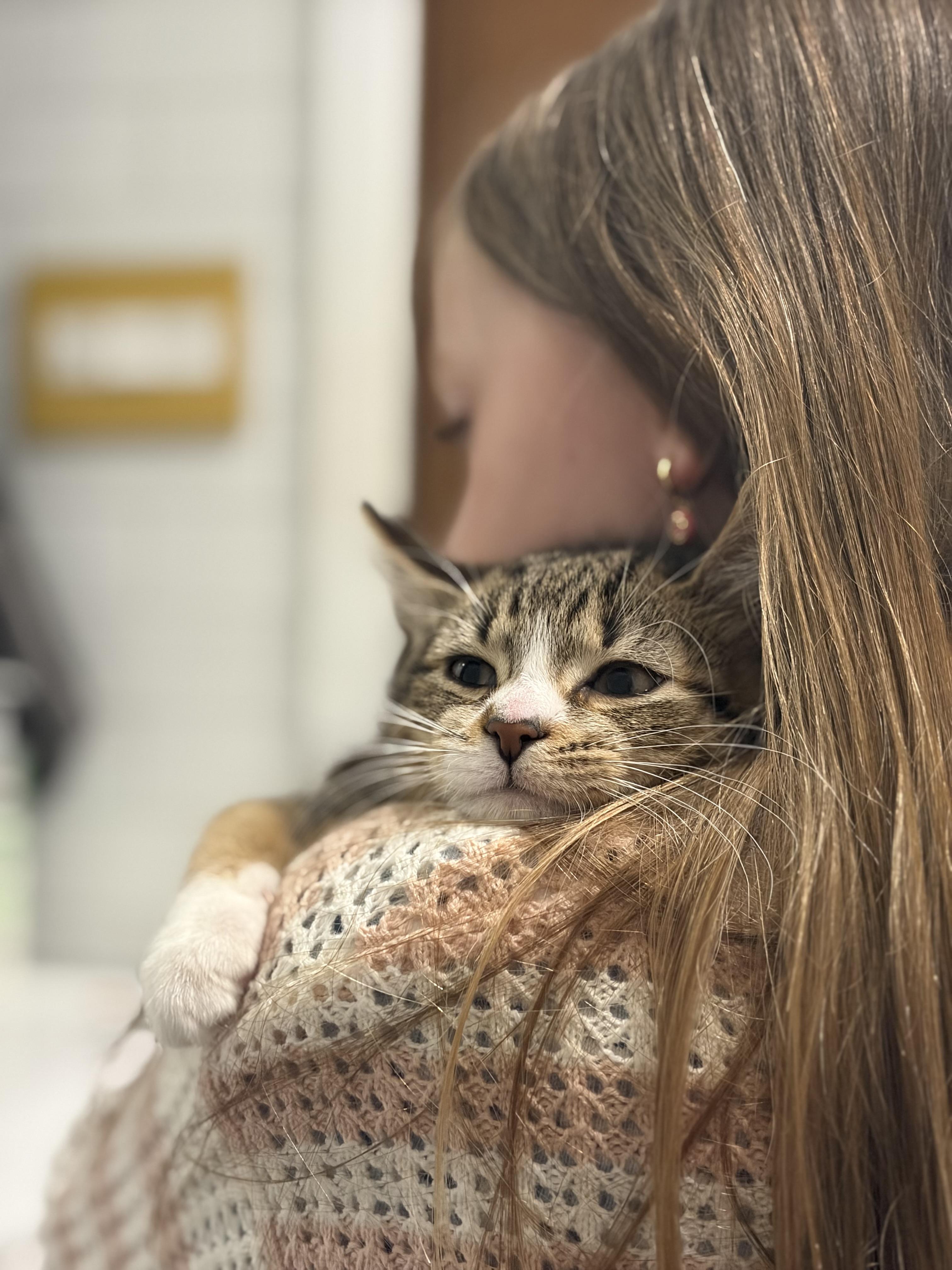 Enlarge Geoff, a ADOPTABLE Domestic Short Hair in Brooklyn, NY image 5/5
