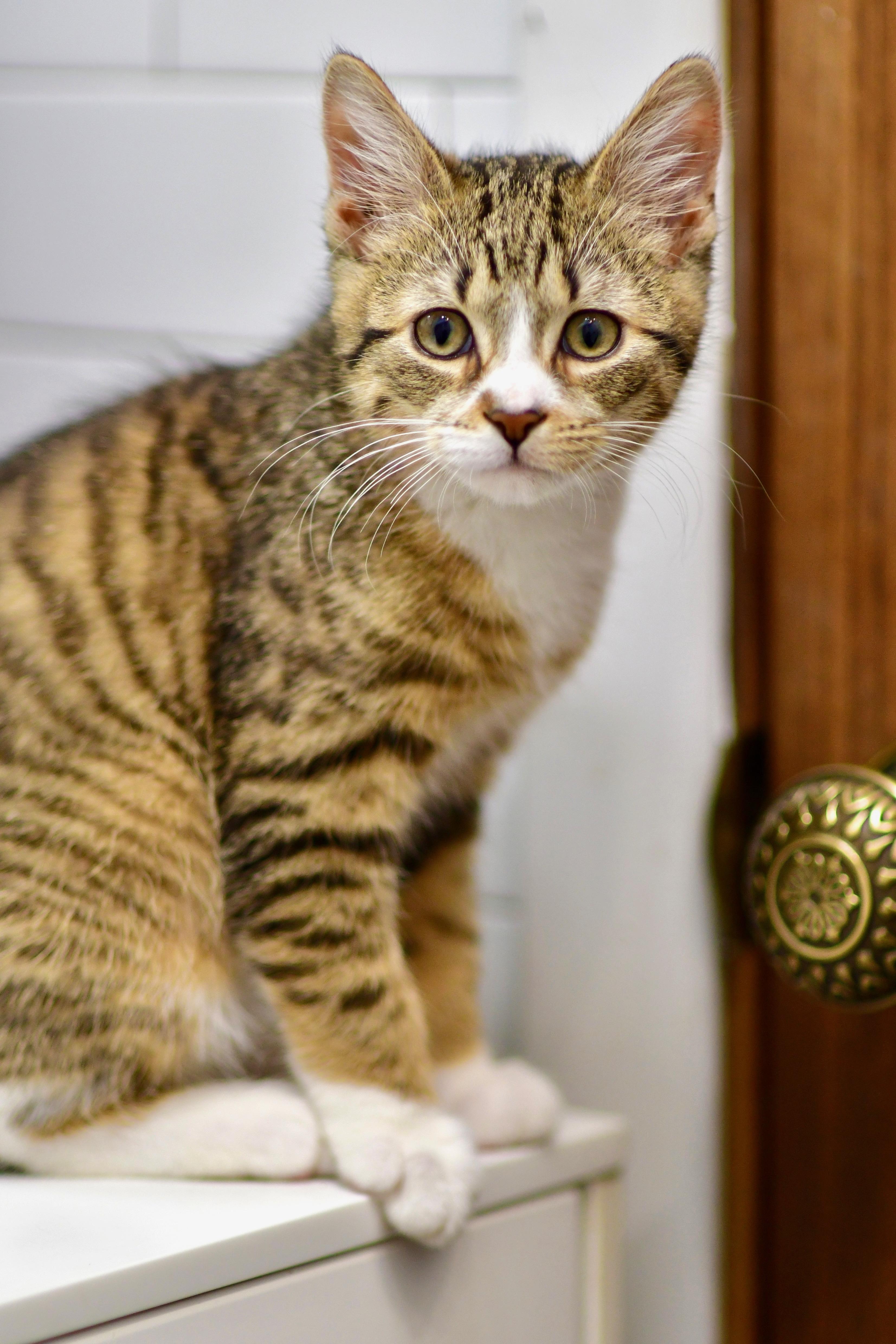 Enlarge Geoff, a ADOPTABLE Domestic Short Hair in Brooklyn, NY image 1/5