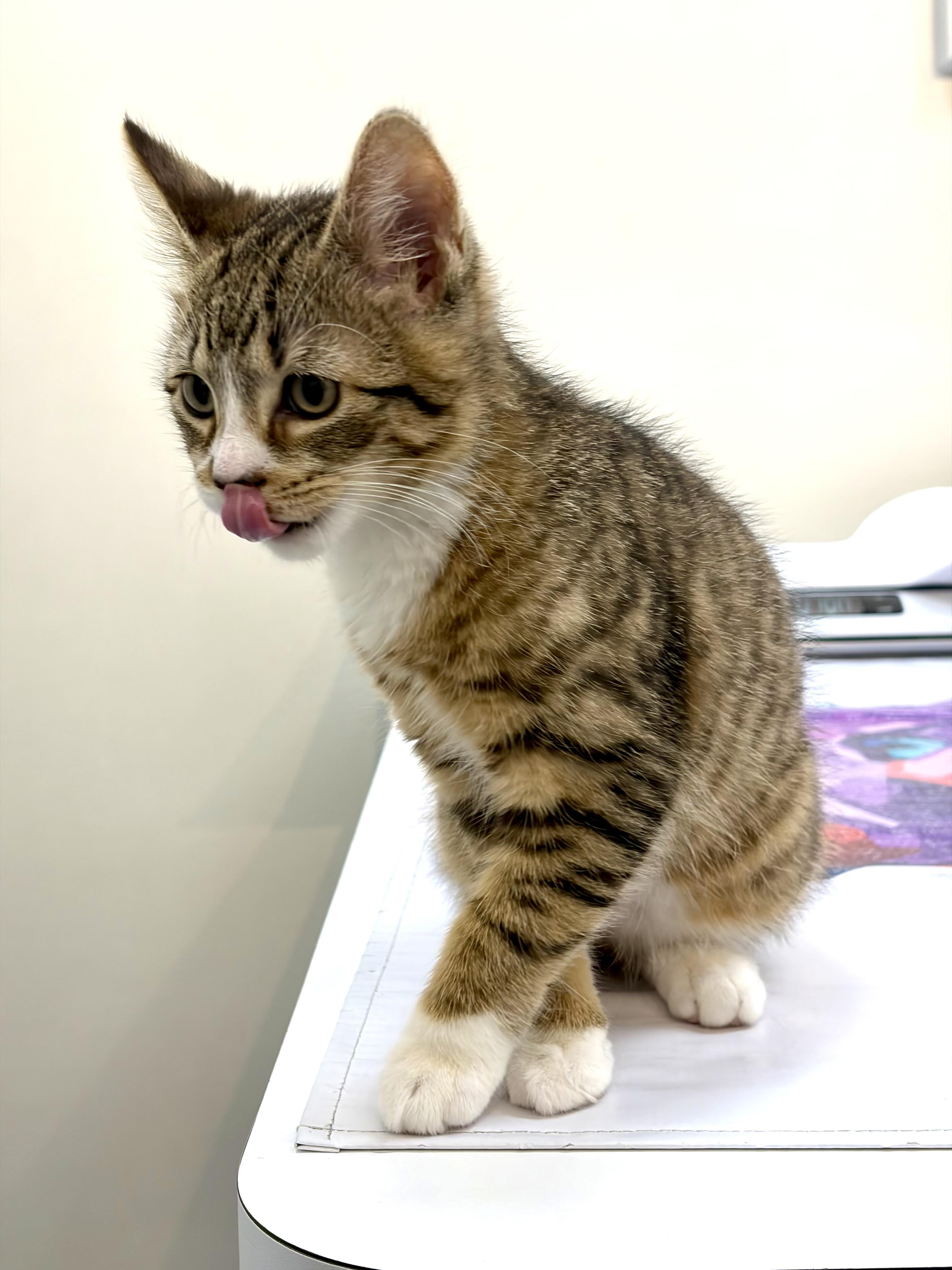 Enlarge Geoff, a ADOPTABLE Domestic Short Hair in Brooklyn, NY image 3/5