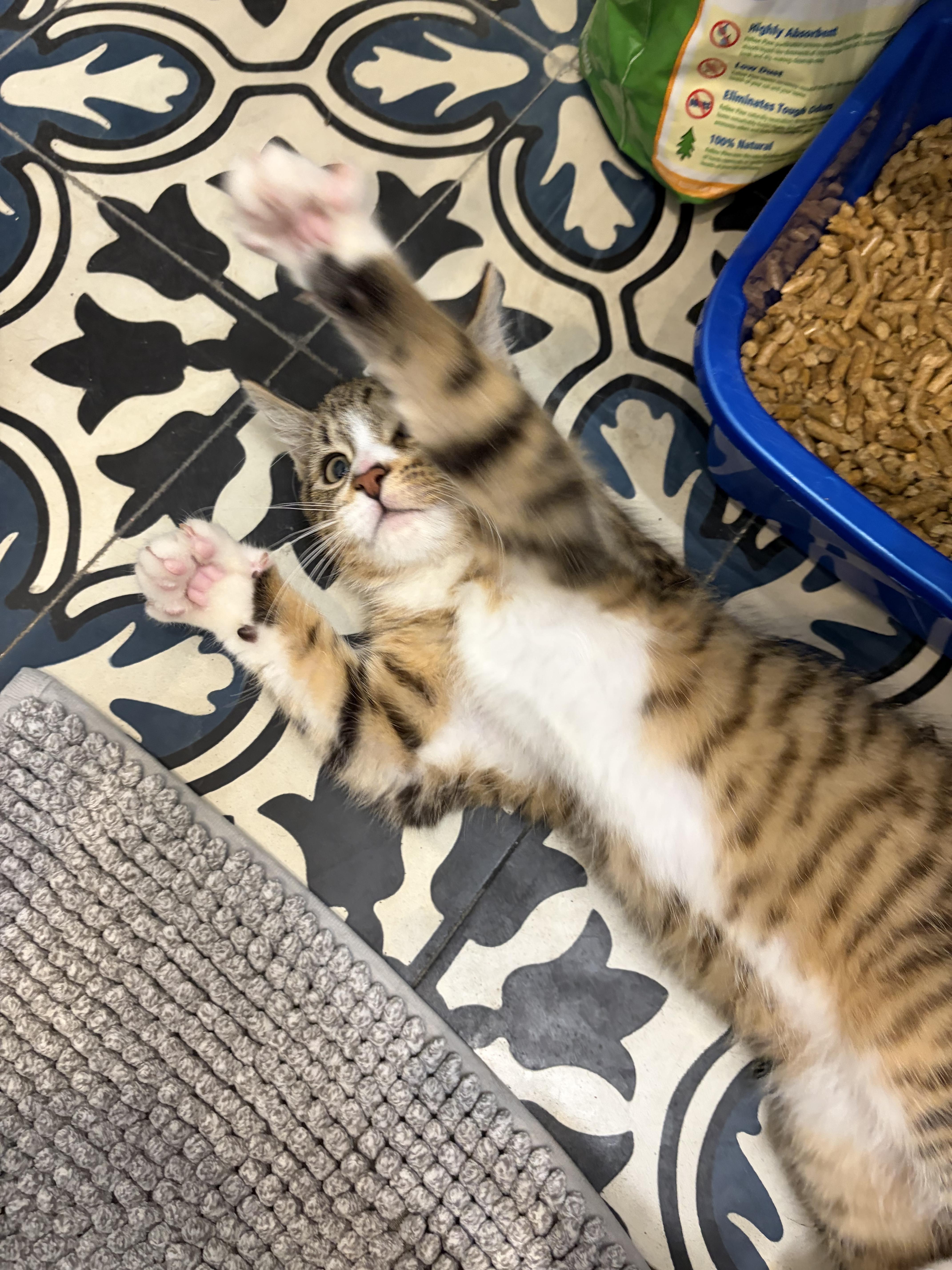 Enlarge Geoff, a ADOPTABLE Domestic Short Hair in Brooklyn, NY image 4/5