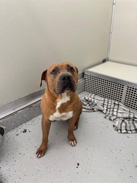 Enlarge BEEF, a Adoptable mixed breed in Forney, TX image 1/1