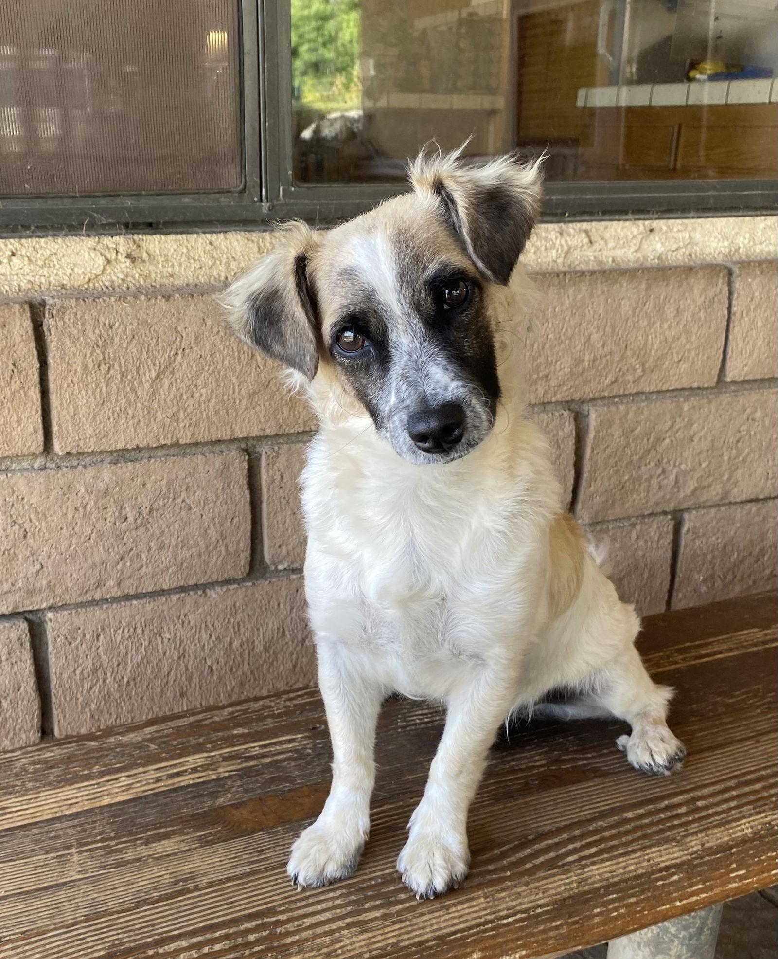 Otto, a Adoptable Maltese in La Verne, CA image 3/3