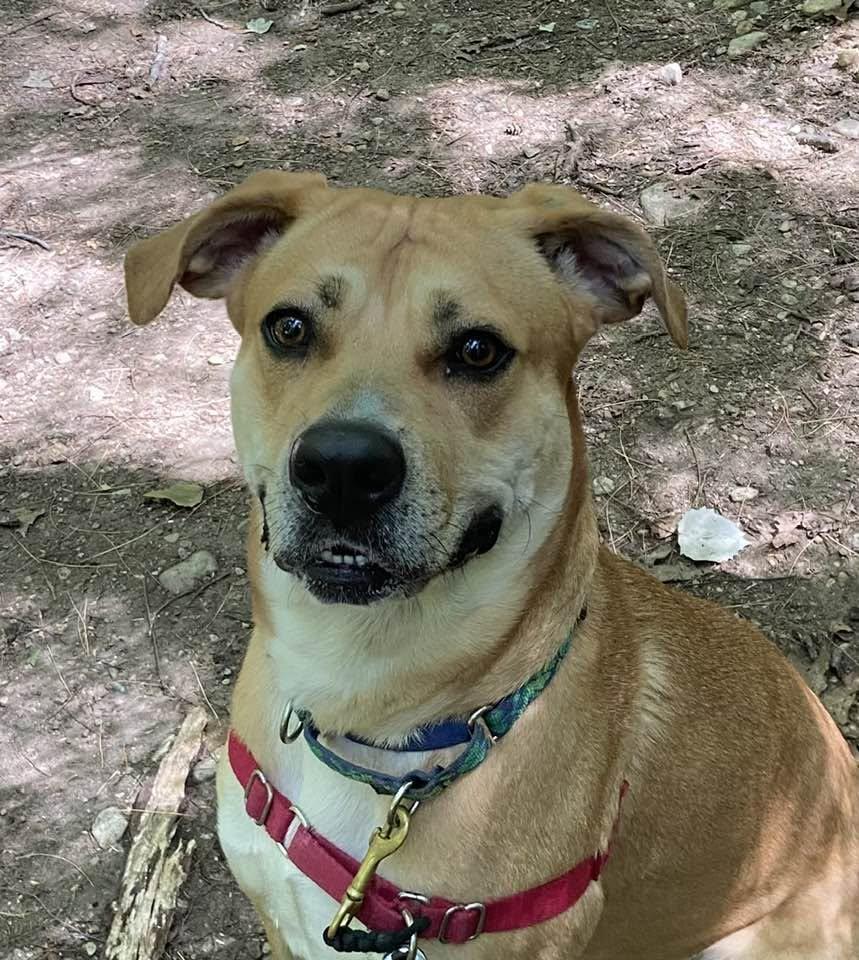 Zola, a Adoptable mixed breed in Elizabethtown, NY image 1/2