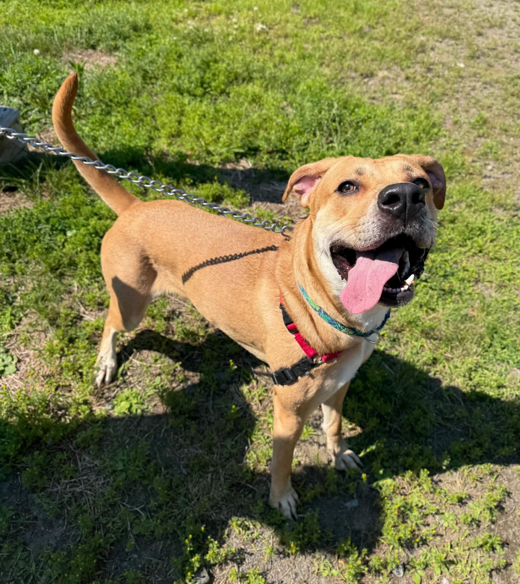 Zola, a Adoptable mixed breed in Elizabethtown, NY image 2/2
