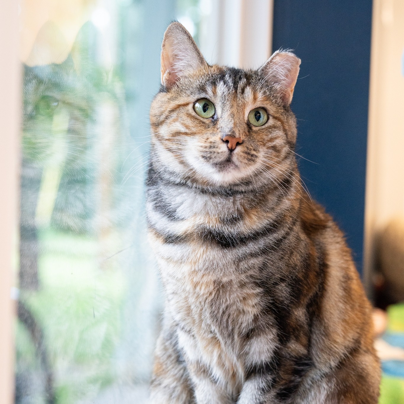 Enlarge Jellybean, a Adoptable Domestic Short Hair in North Haven, CT image 3/4