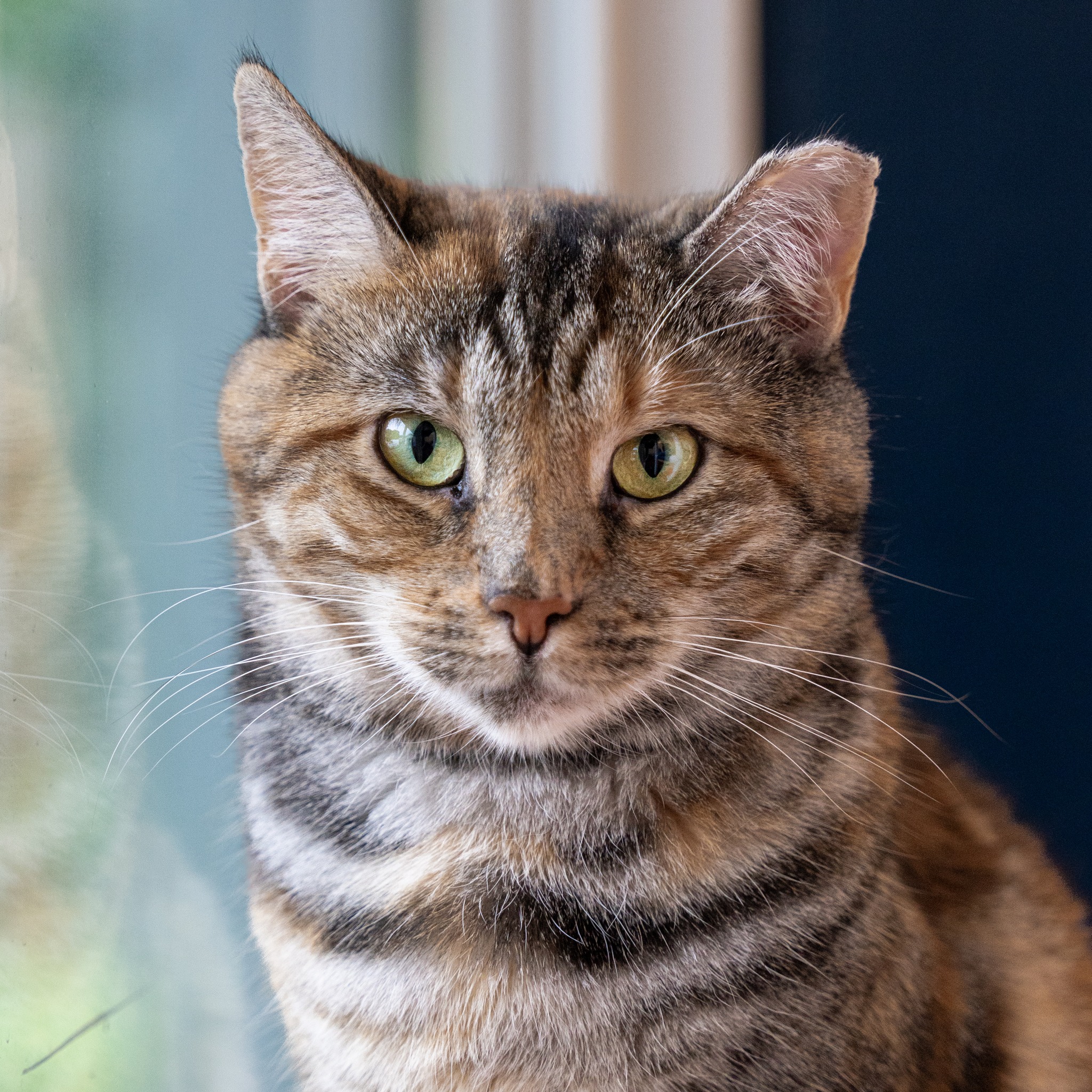 Enlarge Jellybean, a Adoptable Domestic Short Hair in North Haven, CT image 2/4