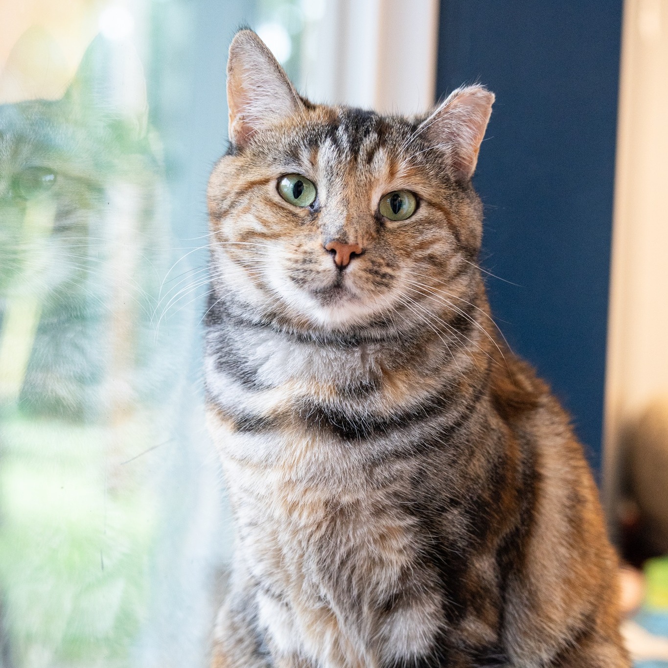 Enlarge Jellybean, a Adoptable Domestic Short Hair in North Haven, CT image 1/4
