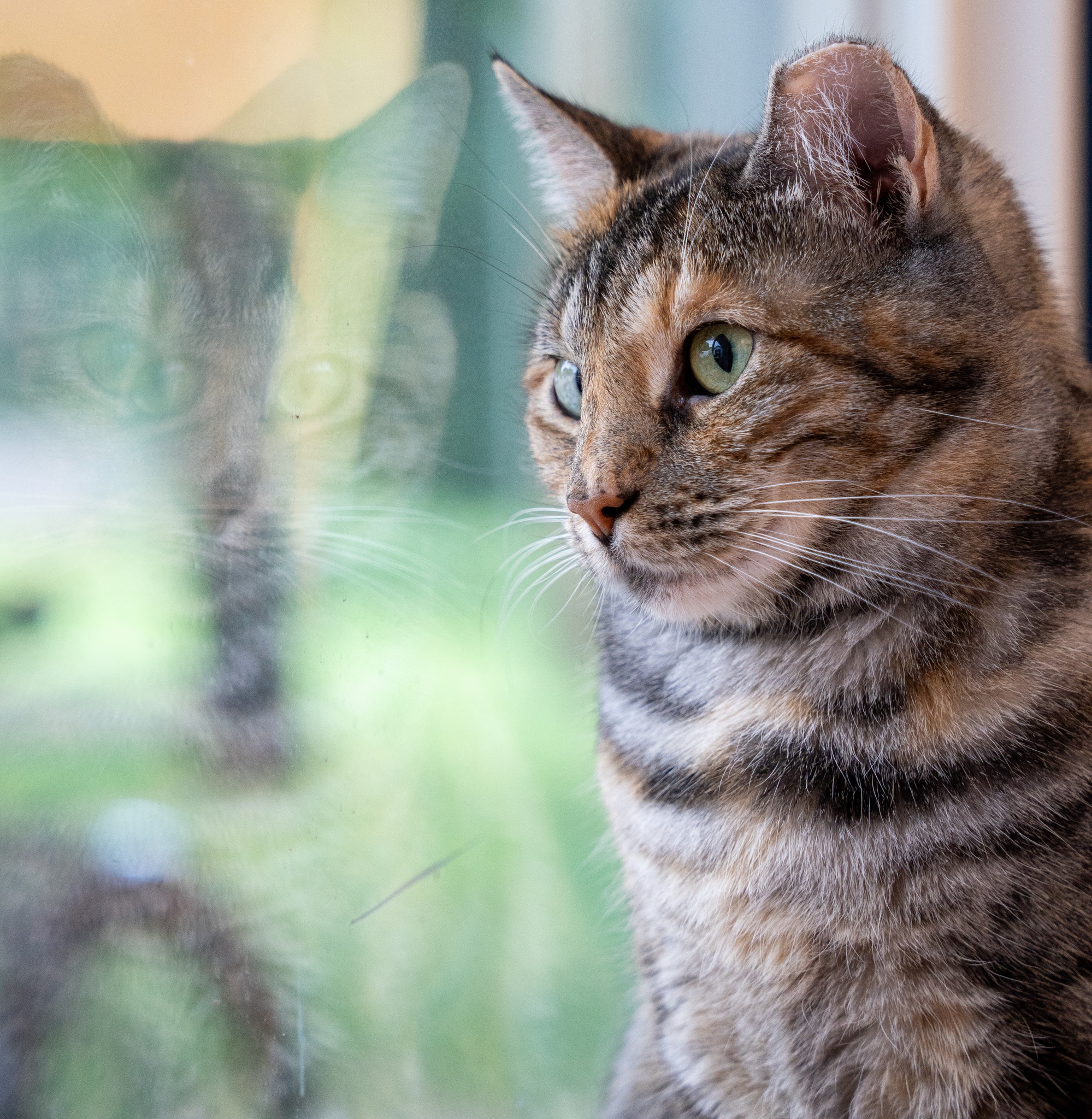 Enlarge Jellybean, a Adoptable Domestic Short Hair in North Haven, CT image 4/4