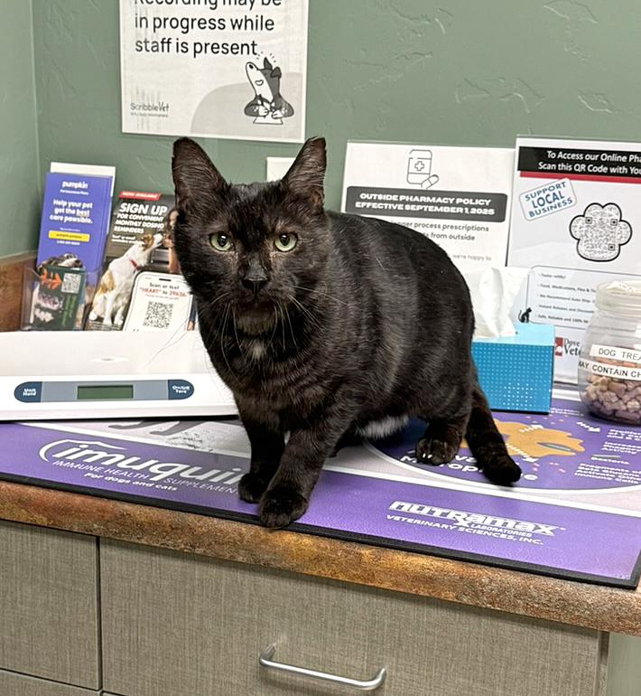 Enlarge Feliks, an adopted Domestic Short Hair in Marana, AZ image 4/5