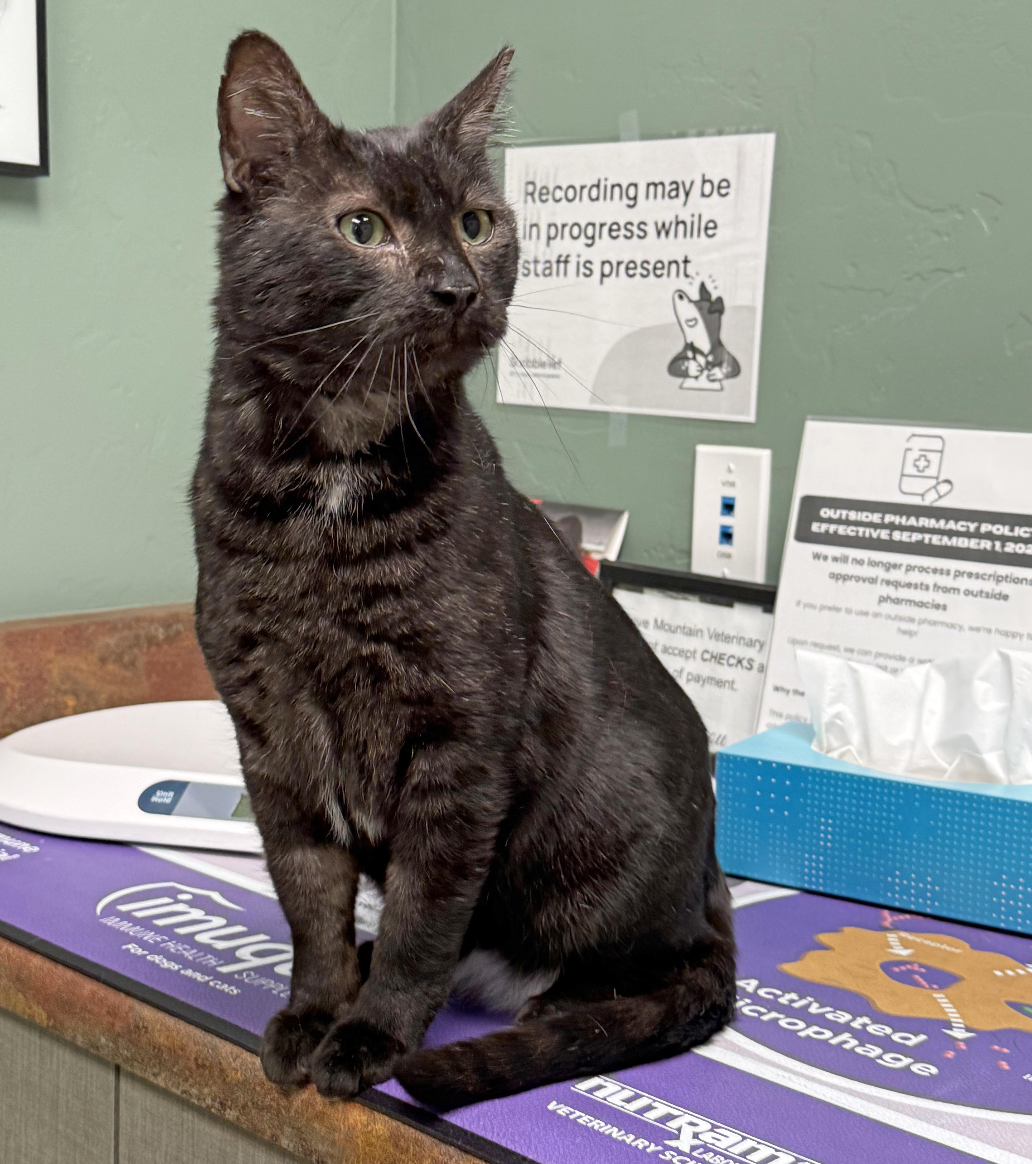 Enlarge Feliks, an adopted Domestic Short Hair in Marana, AZ image 2/5